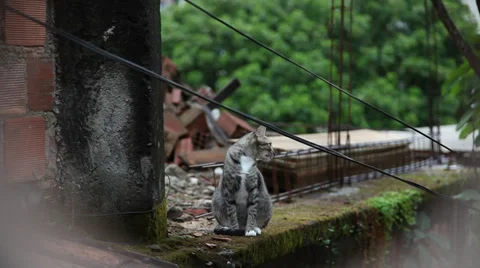 Cat in favela Rio Stock Footage 37636970