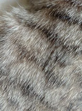 Cat feather Stock Photos