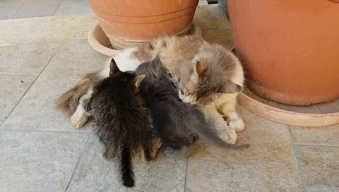 Cat feed her kitten Stock Footage 91293425
