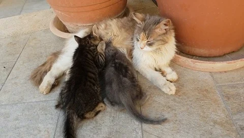 Cat feed her kittens Stock Footage 91258936