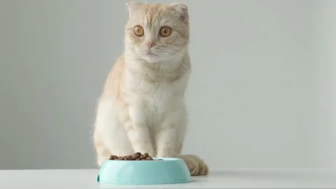 Cat feeding. Cute red striped British Scottish fold cat sitting next to a blue Stock Footage 194793062