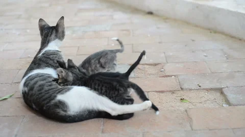 Cat Feeding to Her Kittens Stock Footage 61939987