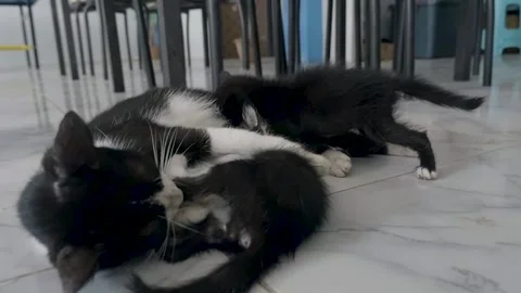 Cat feeding her kittens 動画素材 138662807