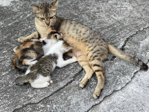 A cat feeding the kitten on the path Stock Photos