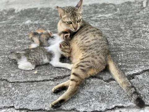 A cat feeding the kitten on the path Stock Photos
