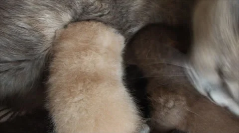 Cat feeding kittens Vídeos de archivo 24593183
