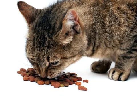 Cat feeding Stock Photos