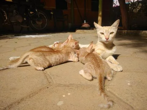 Cat Feeding Stock Photos