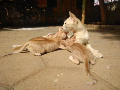 Cat feeding Stock Photos