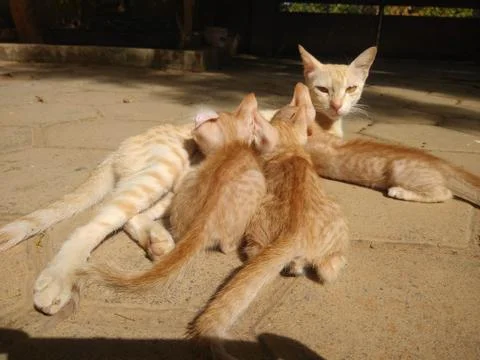 Cat Feeding Stock Photos