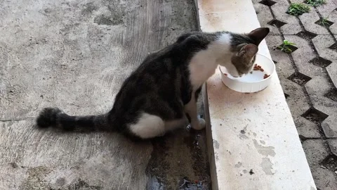 Cat-feeding time-1 Stock Footage 333978535
