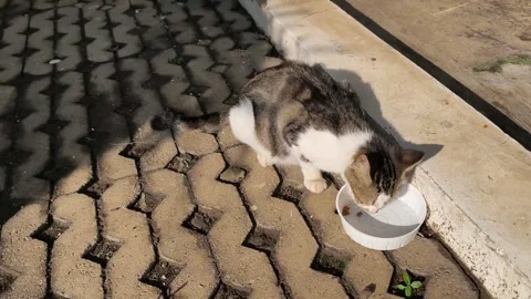Cat-feeding time-2 Stock Footage 333978541