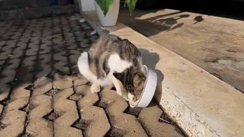 Cat-feeding time-3 Stock Footage 333978542