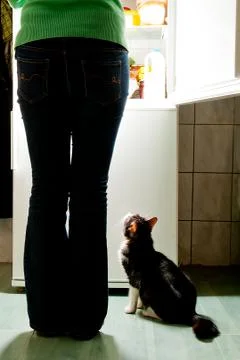 Cat feeding time Stock Photos