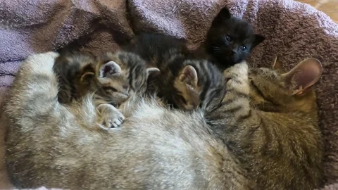 Cat feeds her kittens Vídeo Stock 240133634