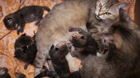 The cat feeds the kittens. Two cats feed their kittens Stock Footage 229519721