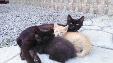 Cat feeds kittens | USV_0010 Stockbeeldmateriaal 112984025