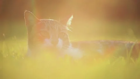 Cat Feel Warm Sitting on Grass With Flare Sunlight in Evening Stock Footage 153578202