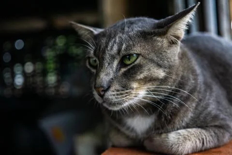Cat feeling is Bored,cat lying down on table Stock Photos