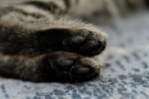 Cat feet Stock-Fotos