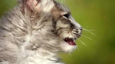 Cat on a fence Stock Footage 12243709