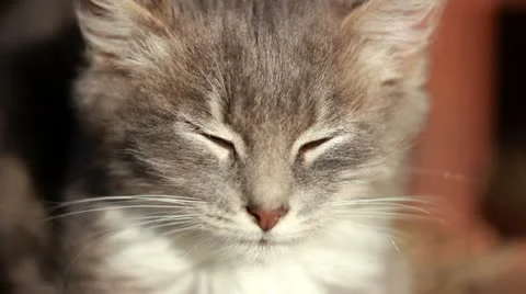 Cat on a fence Stock Footage 12243736
