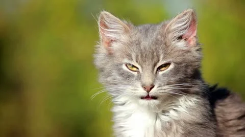 Cat on a fence Stock Footage 12243796