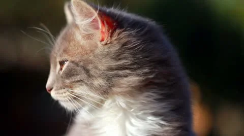 Cat on a fence Stock Footage 12243865