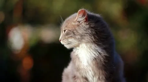 Cat on a fence Stock Footage 12243915