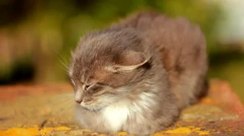 Cat on a fence Stock Footage 12243962