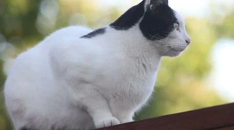 Cat on a fence 스톡 동영상 31065942
