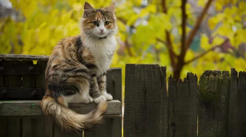 Cat on Fence Stock Footage 32792164