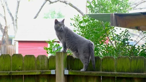 Cat on fence 스톡 동영상 103538172