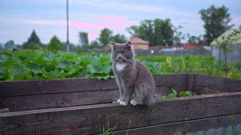 Cat on the fence Stock Footage 114031577