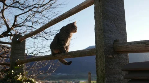 Cat on the fence Stock Footage 229663777
