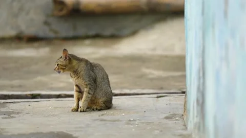 Cat on the fence Stock Footage 258884404