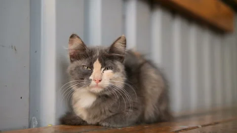 Cat on the fence guarding the yard Stock Footage 167471043