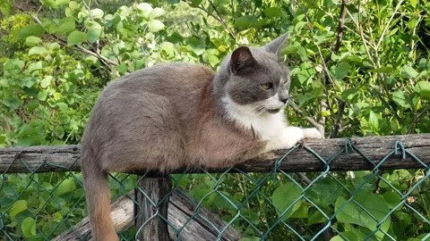Cat on a fence in a park Stock Footage 202214502