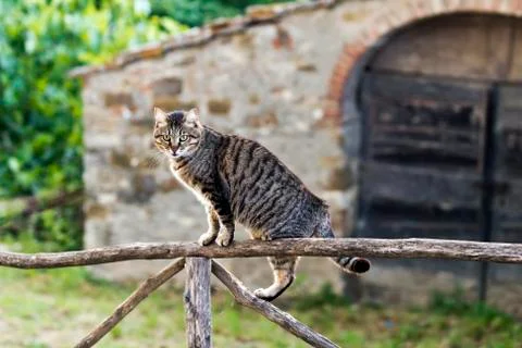 A cat on a fence Foto stock