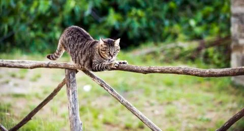 A cat on a fence Stock Photos
