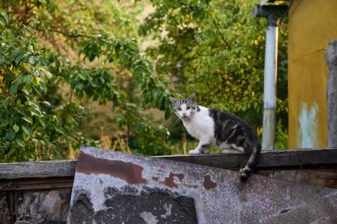 Cat on the fence. Stock Photos
