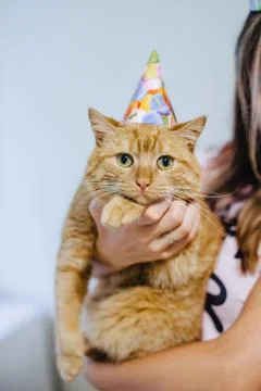Cat in a festive cap Stock Photos