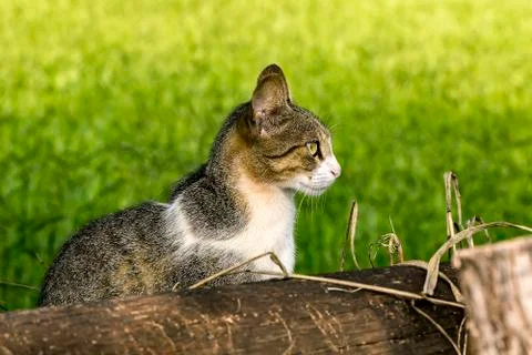 Cat in the field with blurred grass in the background Stock Photos