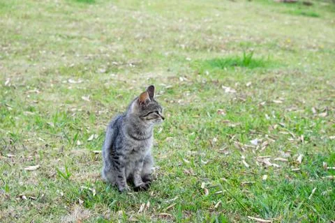 Cat in Field 스톡 사진