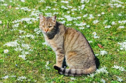 Cat on the Field Stock Photos