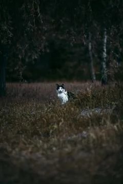 Cat in field Stock Photos