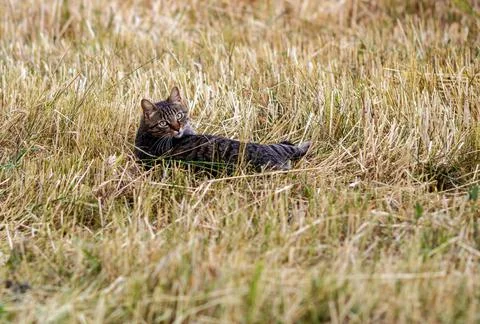 A cat in a field Фото