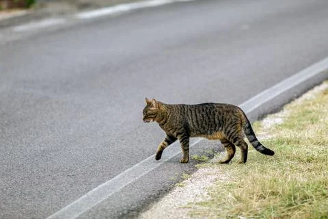 A cat in a field Stock Photos