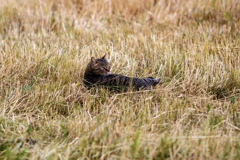 A cat in a field 写真素材