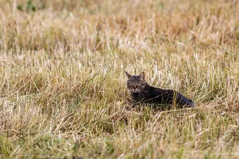 A cat in a field Stock Photos